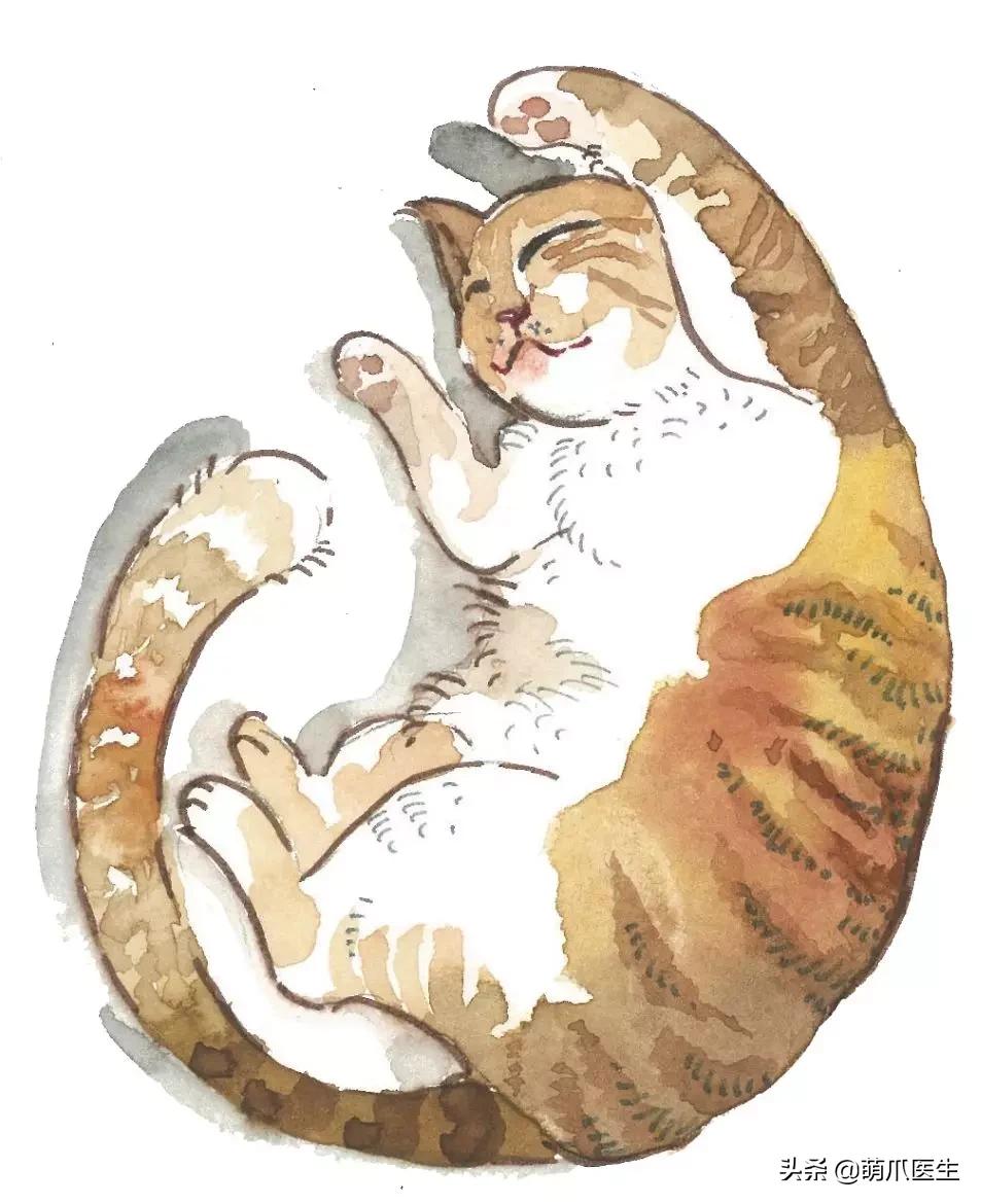 “你根本不爱猫，你就是馋它的身子！”