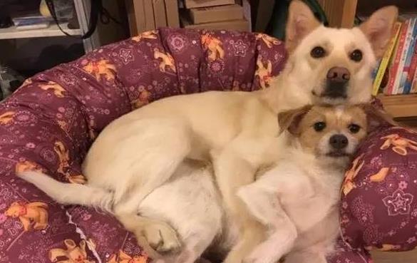 狗交配时屁股为何会连在一起？特殊生理构造延长了它们的交配时间