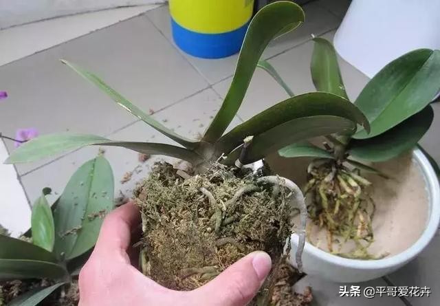 蝴蝶兰最好的烂根补救方法,蝴蝶兰全部烂根最佳补救方法