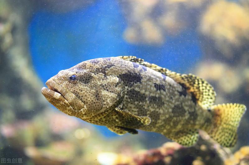 水产品安全可食用专家建议多吃,食用海产品的注意事项和禁忌