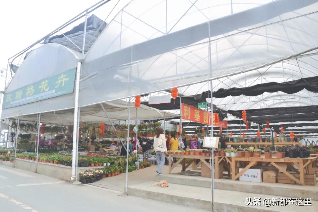 三圣花卉市场正规吗,三圣乡花卉市场今日现状