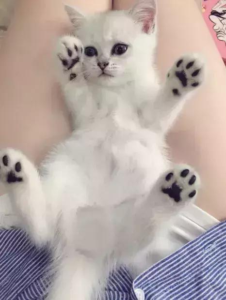 史上最走心的养猫攻略，内附大量经验之谈，全篇干货