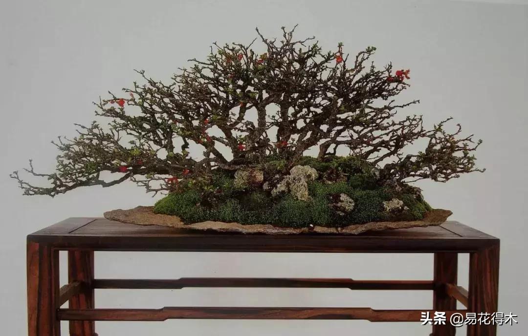 日本海棠的养殖方法,日本海棠花卉习性