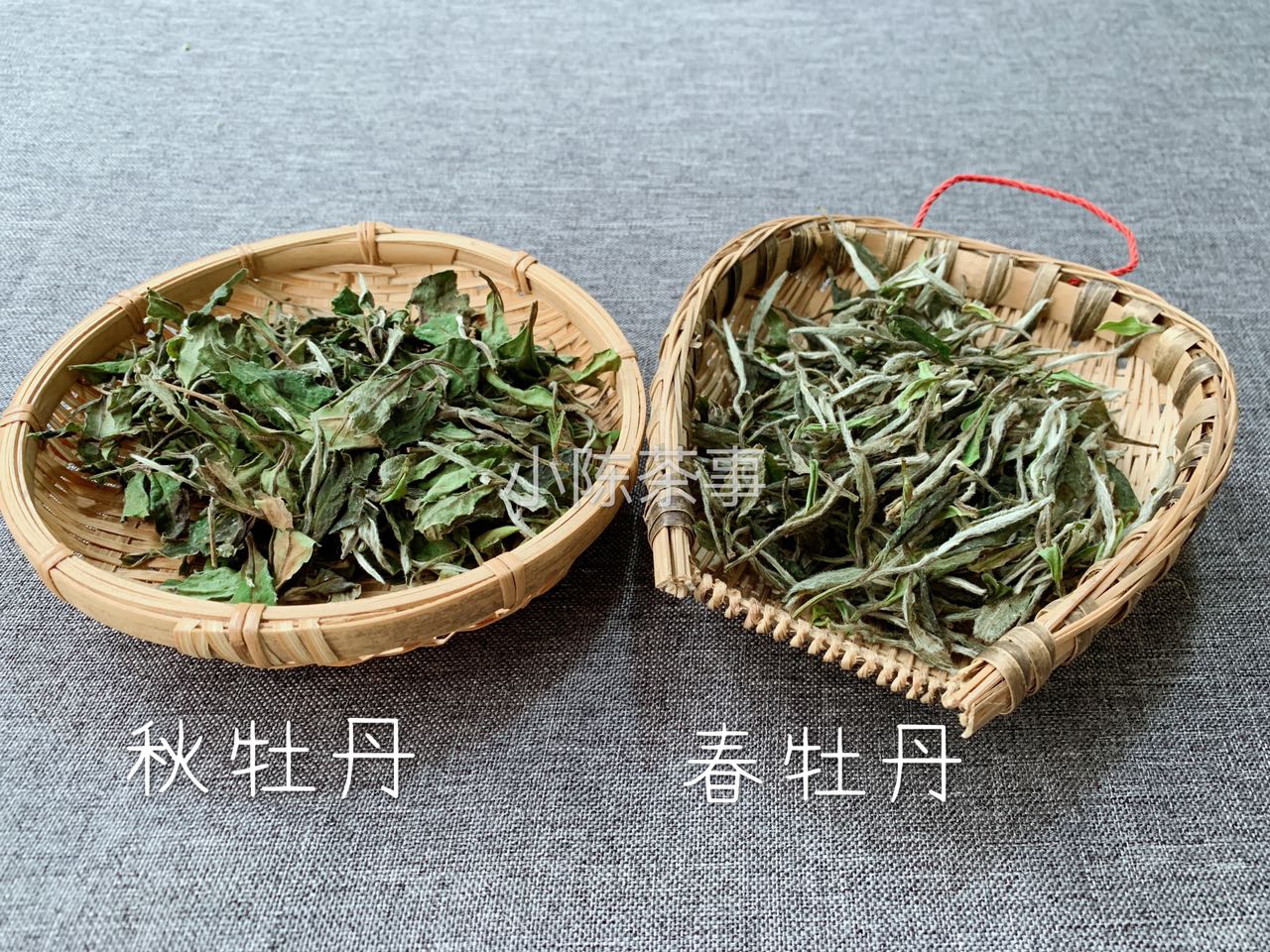 分享正宗福鼎白茶,白茶的十个问答