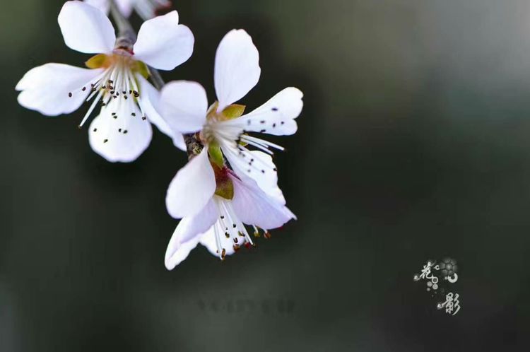 一朝春满暗香来——月溶溶《月华水光》词集