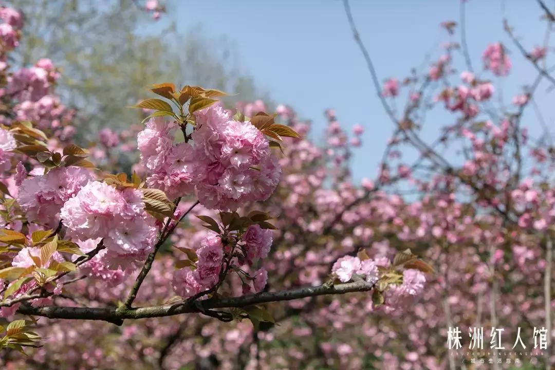 株洲神农公园老照片,株洲市神农公园