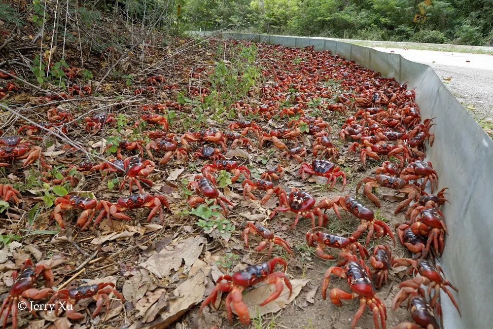 听说过网红猫岛、猪岛，见识过真正硬核的“蟹岛”吗？