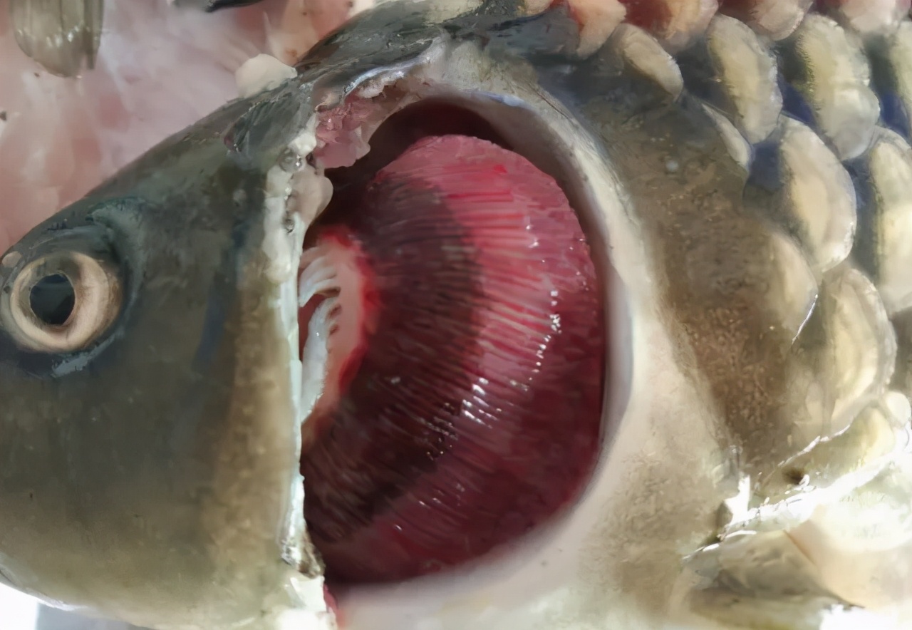 水产鱼鳃虫怎么治疗最好,鱼鳃霉病图片