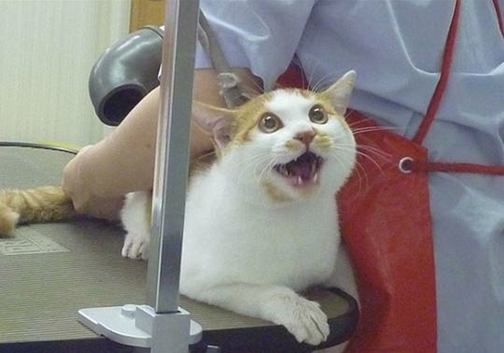 猫咪的肛门腺不一定要挤，但前提是主人做好定期检查