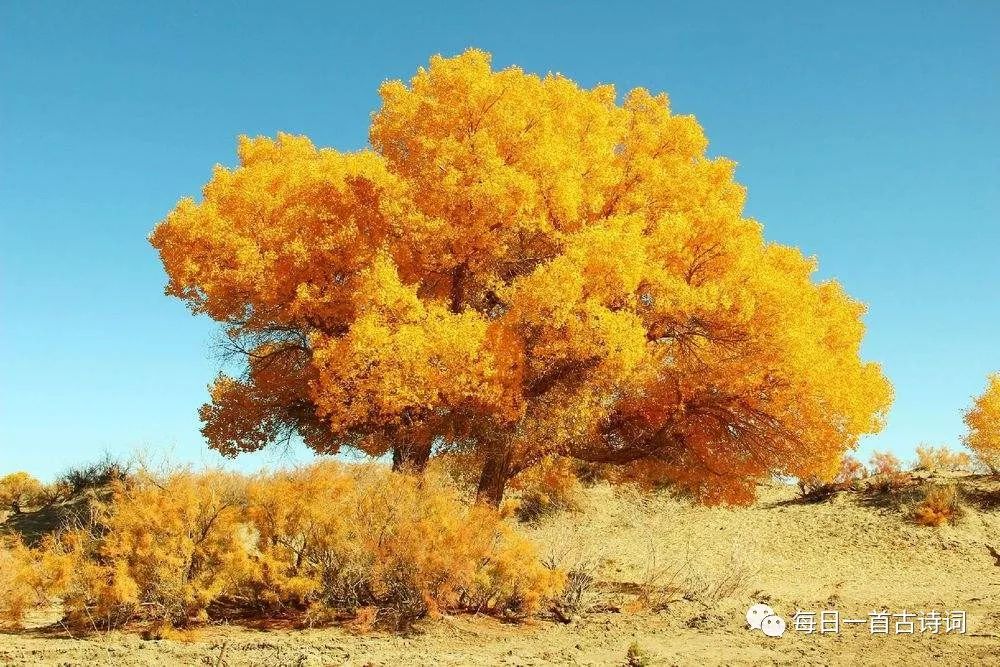 黄莉然飞花令,飞花令第6期完整版