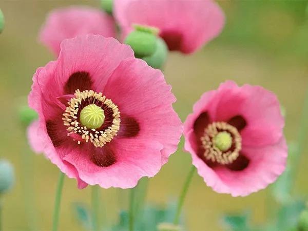 白山市强制隔离戒毒所,禁毒法规定强制隔离戒毒的限制为