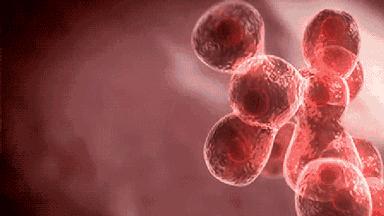 美白祛黄提亮肤色泡水喝,每天喝一杯可以美白淡斑清热解毒