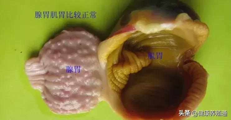 家禽与家禽解剖的不同点,家禽疾病诊断及解剖步骤
