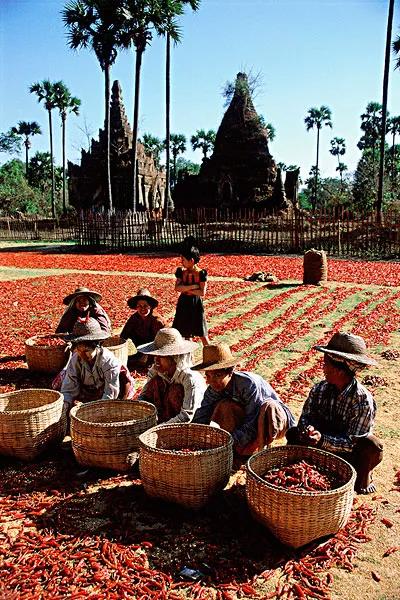 2019年，缅甸蟒蛇舍命报恩，冷血动物也有温情一面