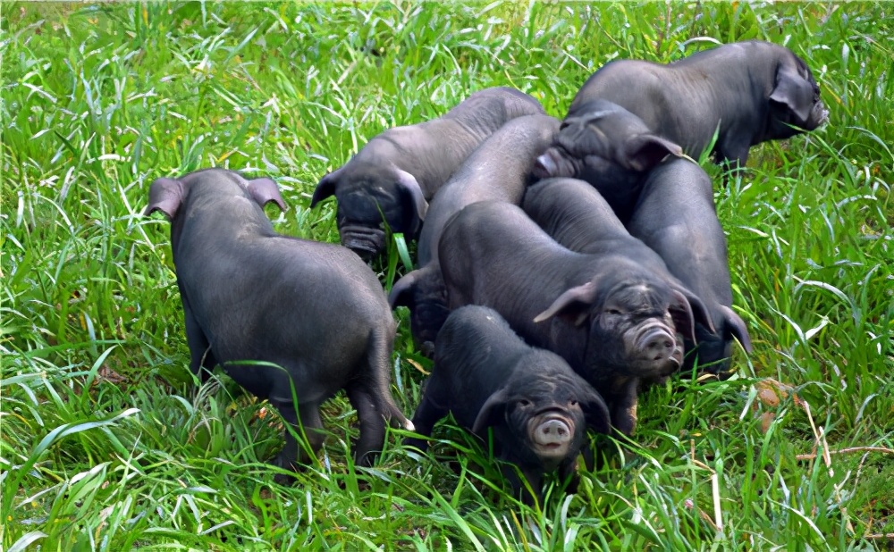 养猪大王2018,养猪大王致富经