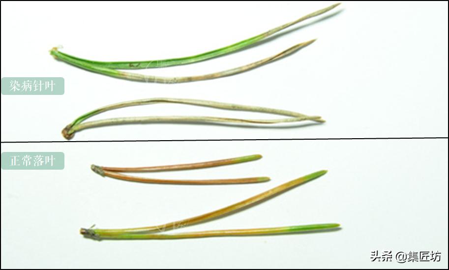 黑松盆景叶子都枯死了还能救活吗 (黑松盆景枯叶病怎么治疗)