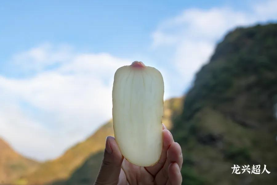 贵州道地药材天麻,道地药材天麻之乡