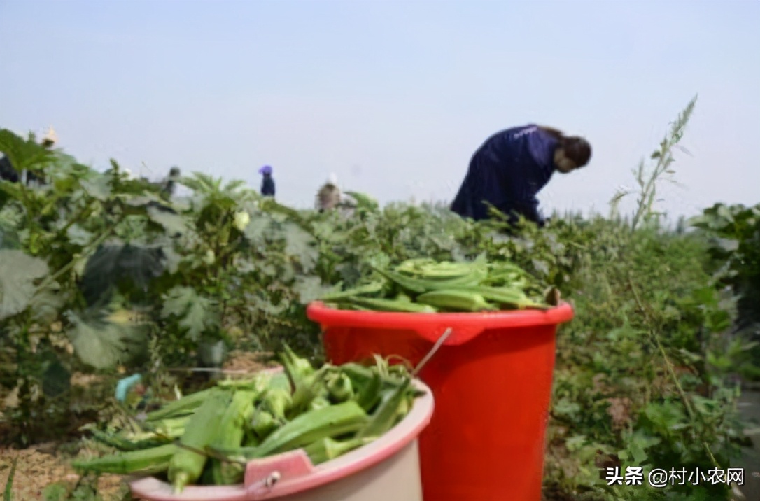 2021农村创业养殖有什么好项目,2020年农村种养殖创业项目