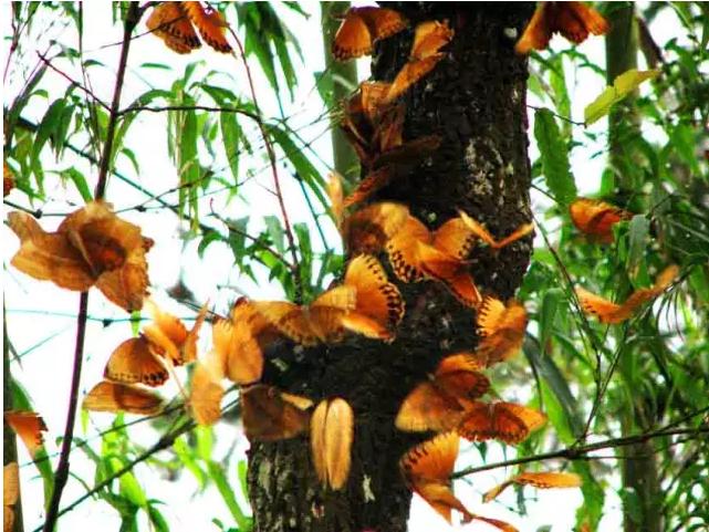 国内冷门文化:黑河老坡,星火山,木底箐花海,马鞍底蝴蝶谷