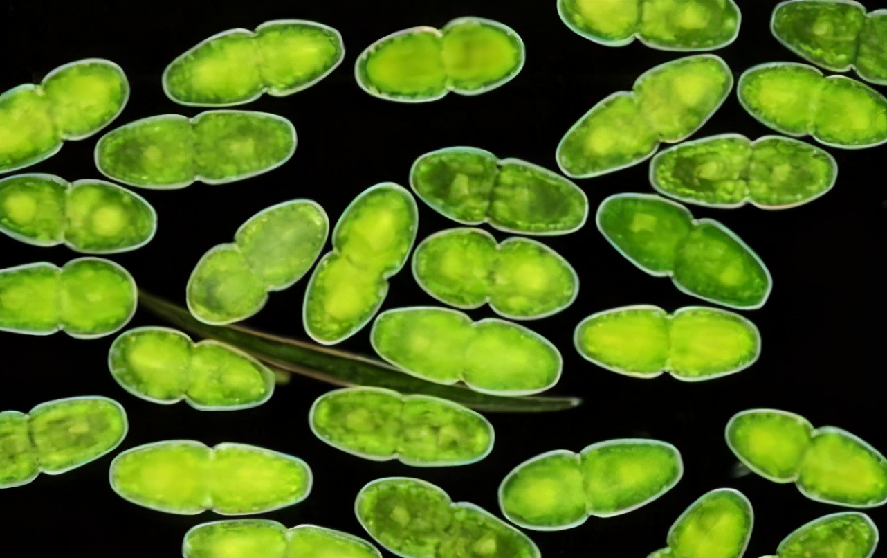 地球最早的浮游生物,最早出现的浮游生物