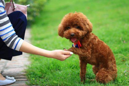 训练泰迪小技巧有哪些呢,训练泰迪并不难做好这7点很关键