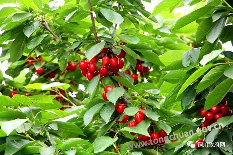 铜川农村真实生活视频,铜川人的小康生活