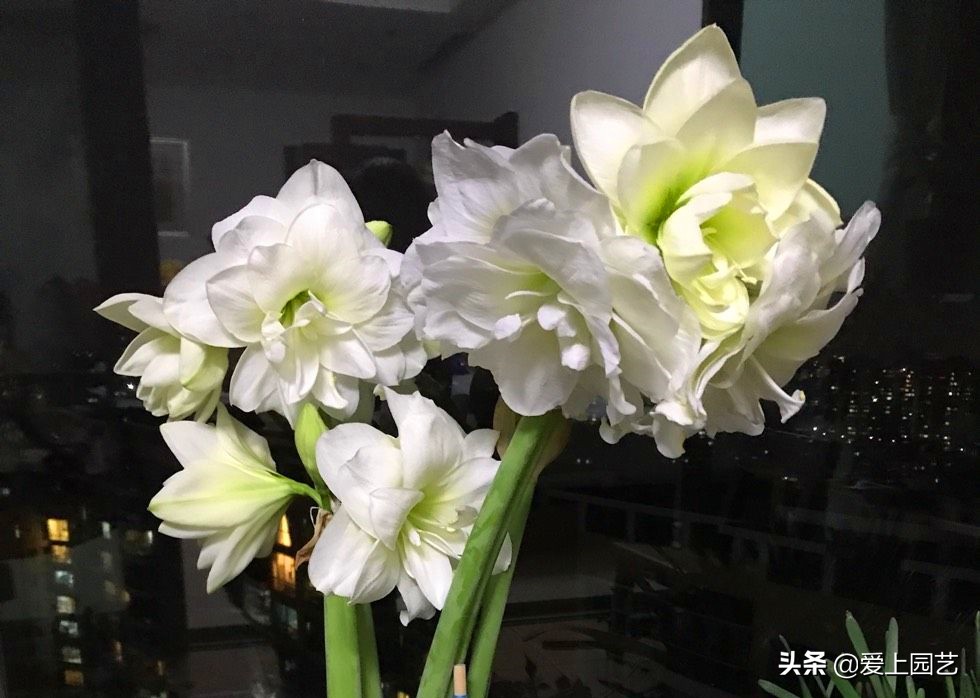 鏈遍《绾㈠井淇＄兢,鏈遍《绾㈢兢