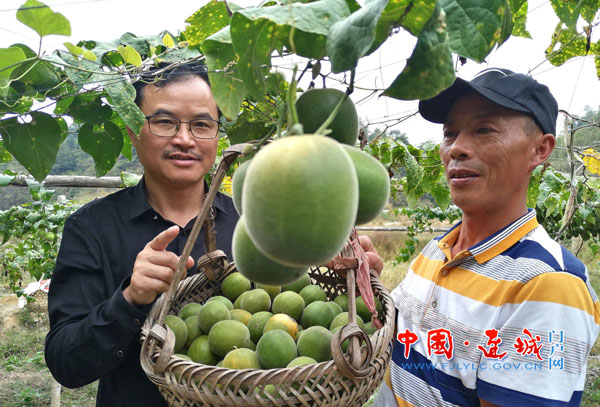 连城县朋口镇上莒村,龙岩市连城县朋口镇上莒村