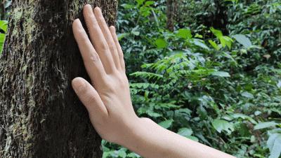 赤水大瀑布 侏罗纪公园 (世界唯一保留的侏罗纪原始公园)