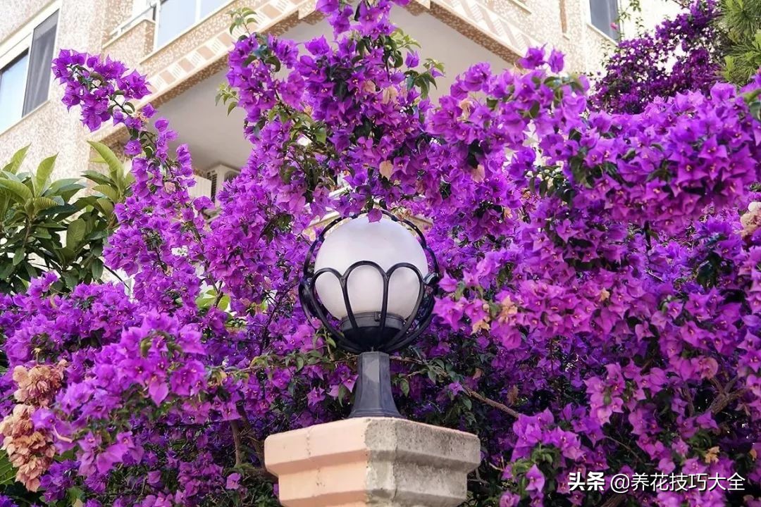 想要花养得好要施什么肥,想要花养得好就要勤换花