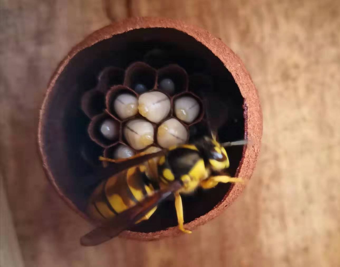 大理胡蜂,云南大理胡蜂