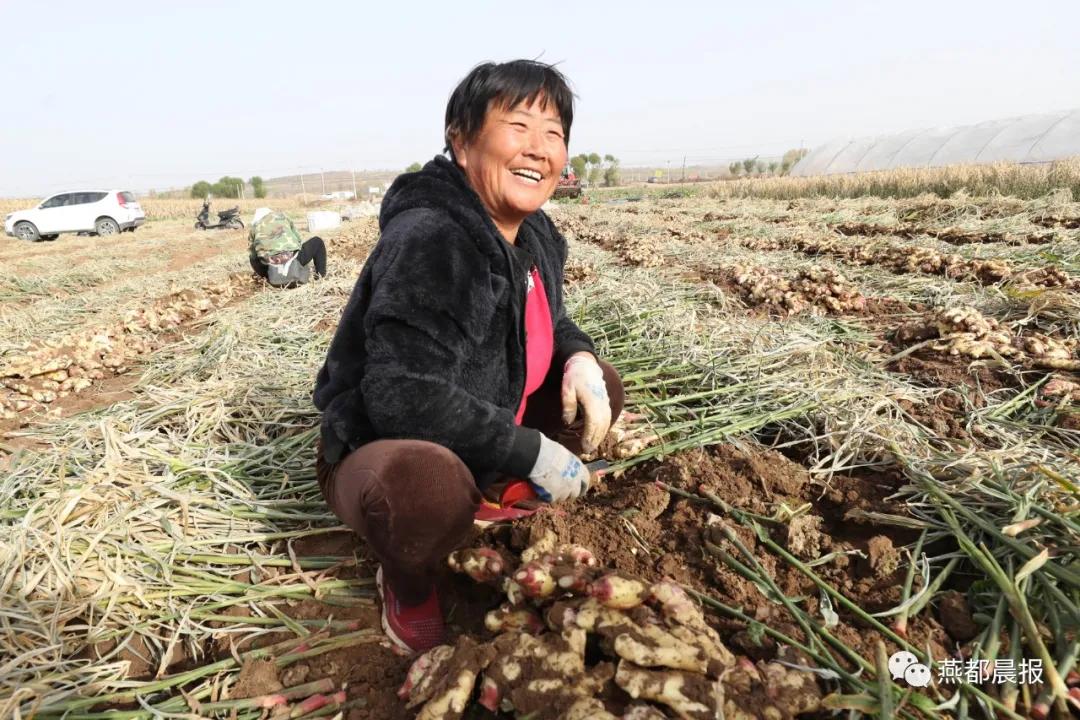 种植生姜喜丰收,一亩地2万斤大姜种植