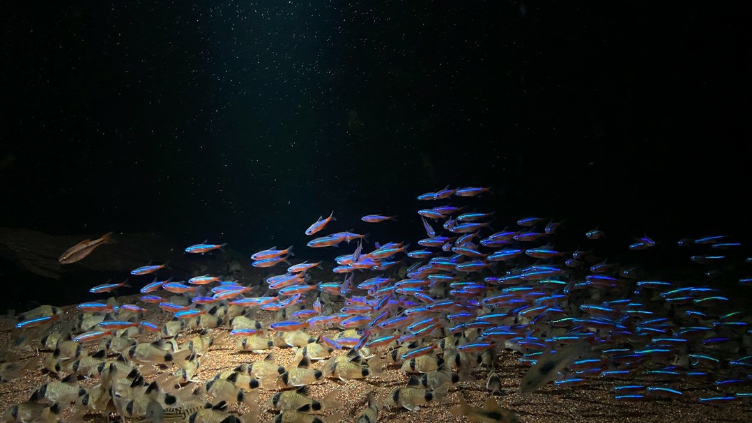 观赏鱼用什么水草养最合适,水草鱼缸养灯鱼要制氧吗