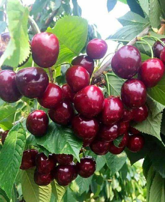 俄罗斯8号樱桃特点,俄罗斯8号樱桃优缺点