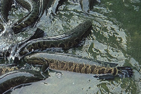 黑鱼养殖利润和成本,黑鱼养殖技术