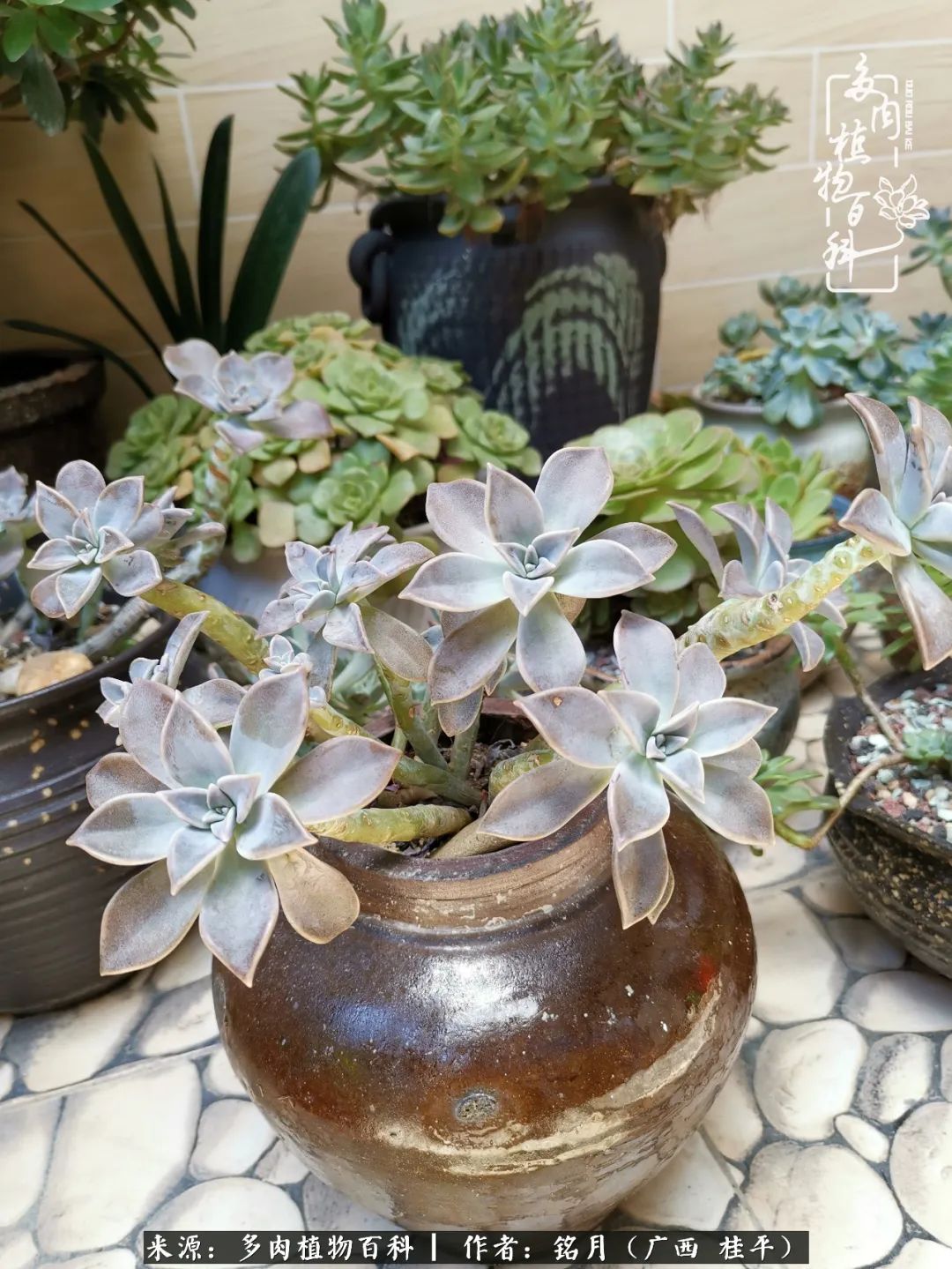 多肉怎么养出色彩,多肉很容易出现美丽的色彩