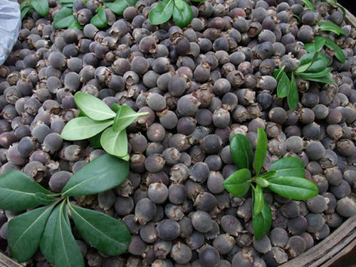 山上摘的野生稔子,客家稔子果