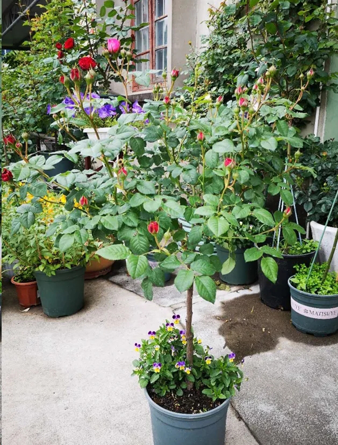 棒棒糖月季现在需要剪枝吗,种植棒棒糖