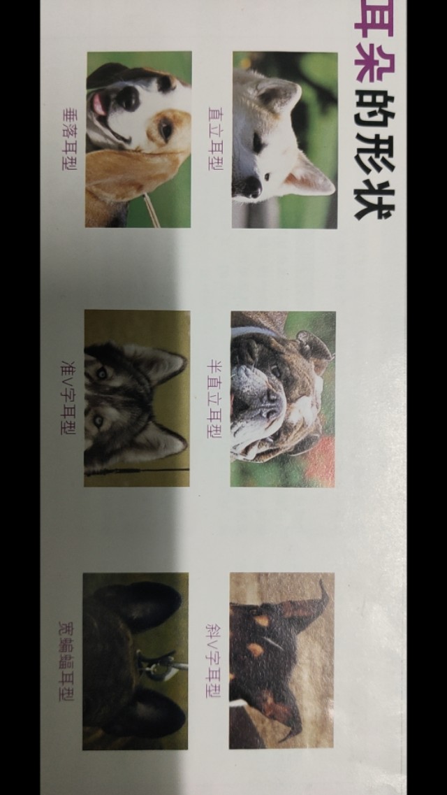 吉娃娃原名叫什么,茶杯头吉娃娃