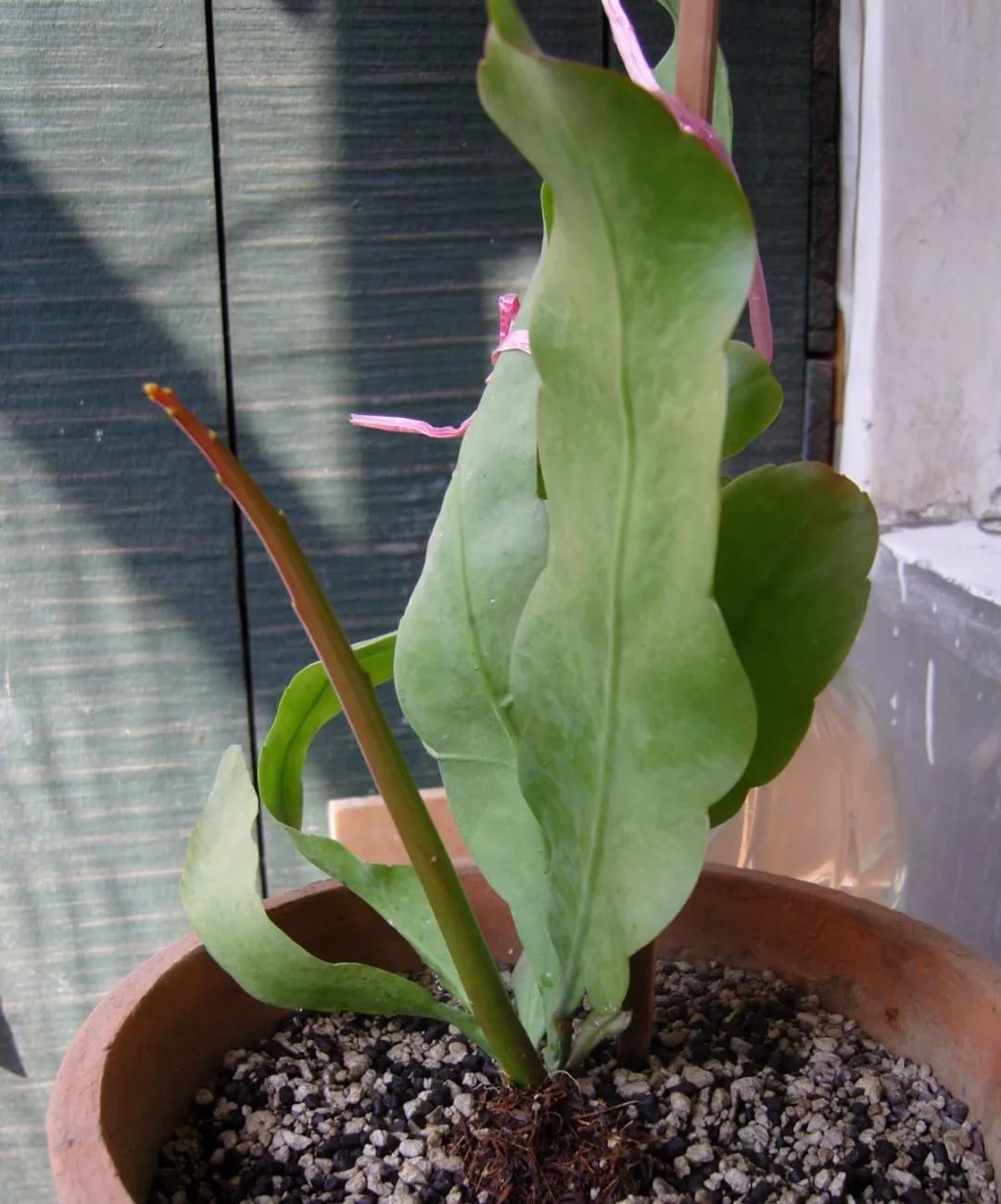 扦插花的养殖方法和技巧,养花扦插有妙招多肉