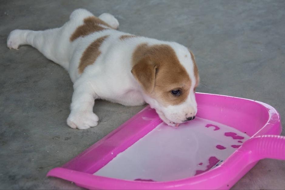 狗狗换狗粮需要注意什么,狗狗换粮需要注意什么