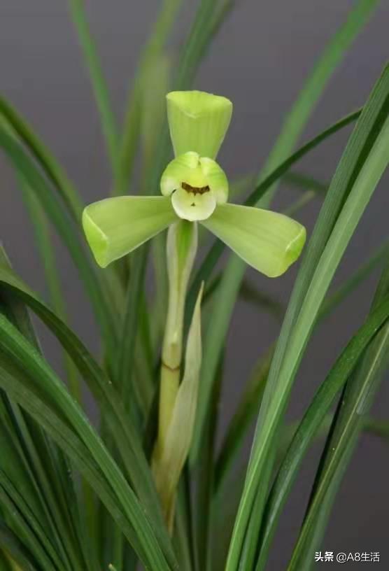 汪字兰花历史,汪姓文化传承