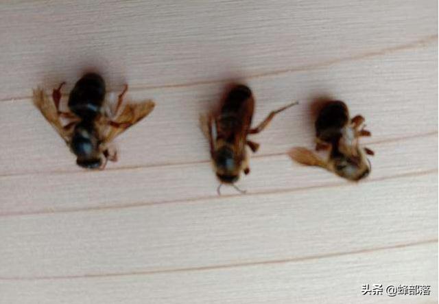 蜂群不产雄蜂起王台是什么情况,失王群工蜂争相产卵为何介入蜂王