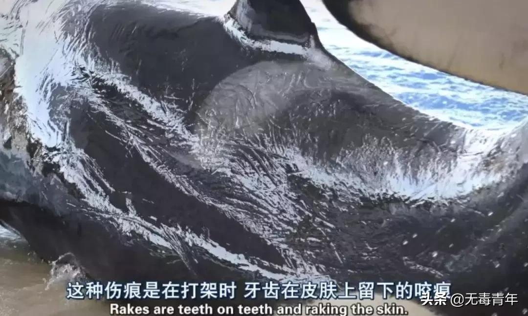 被囚34年取精，被迫亲手杀死爱子，最后只能挣扎着死去…