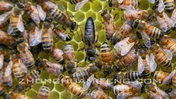 如何养蜜蜂才能快速出蜂蜜,如何养蜜蜂创业