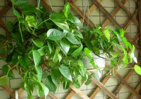 家庭盆栽土壤不透气怎么办?核桃壳、瓜子皮一用,烂根问题不在