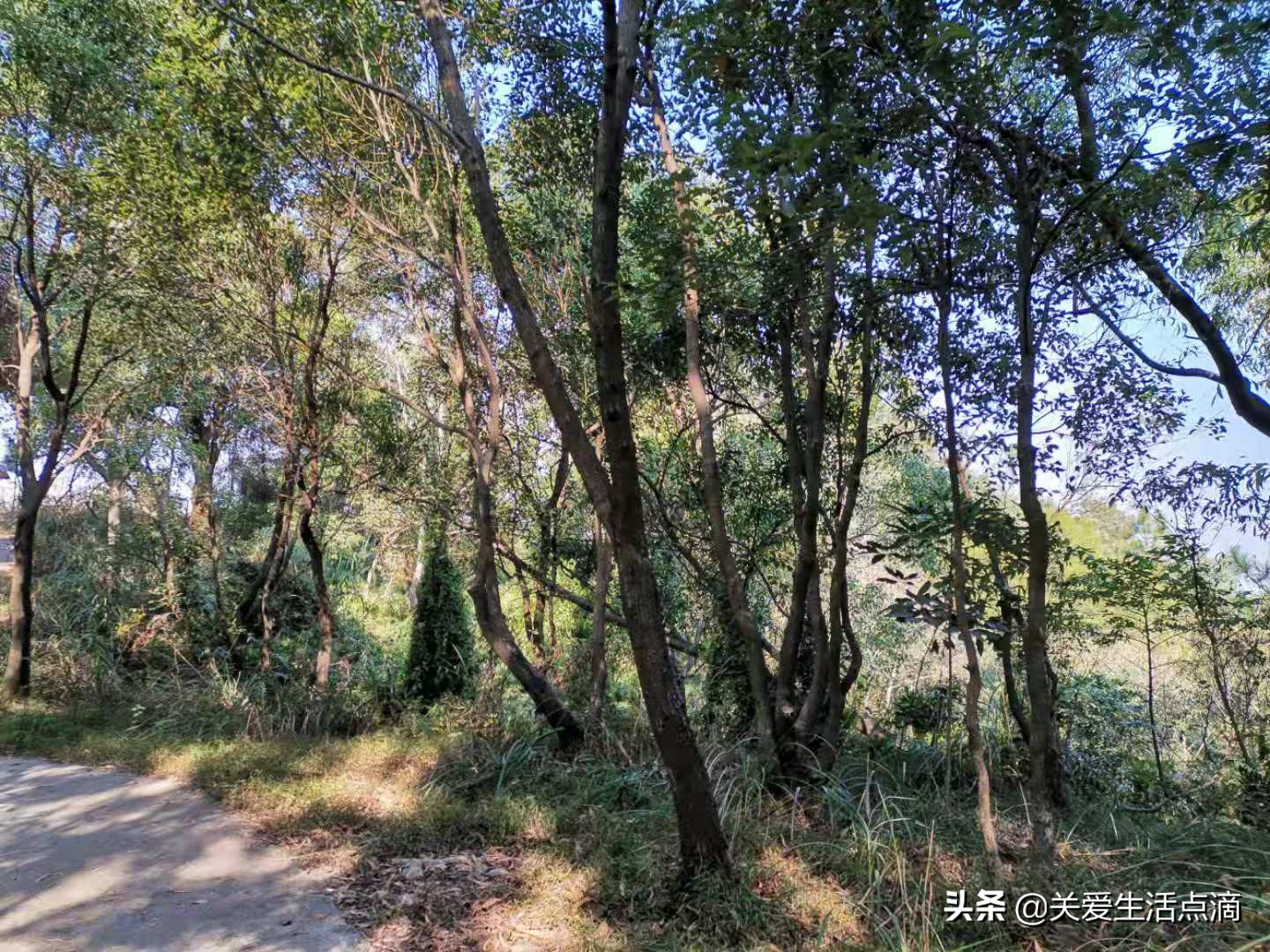 惠州市惠阳区亚公顶森林公园游记,惠阳亚公顶森林公园怎么走