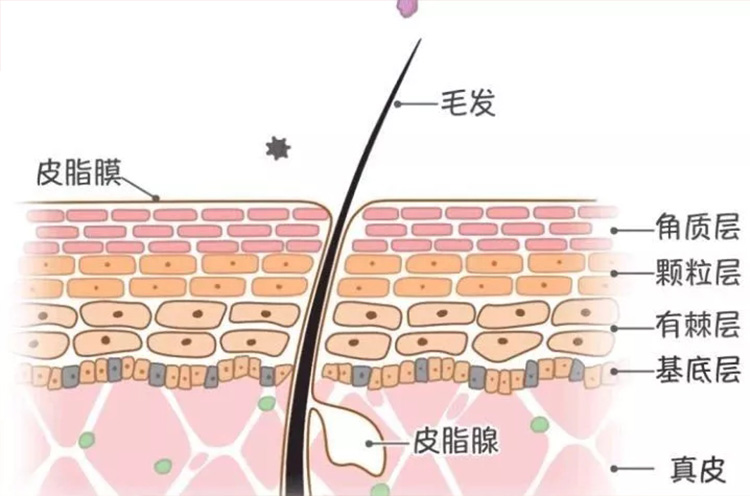 清理黑头最好用的办法,去黑头的最好方法不用清洁