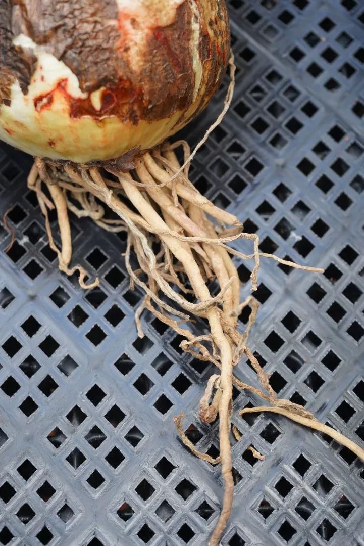 朱顶红为什么老是烂球,怎么才能让朱顶红不生小球