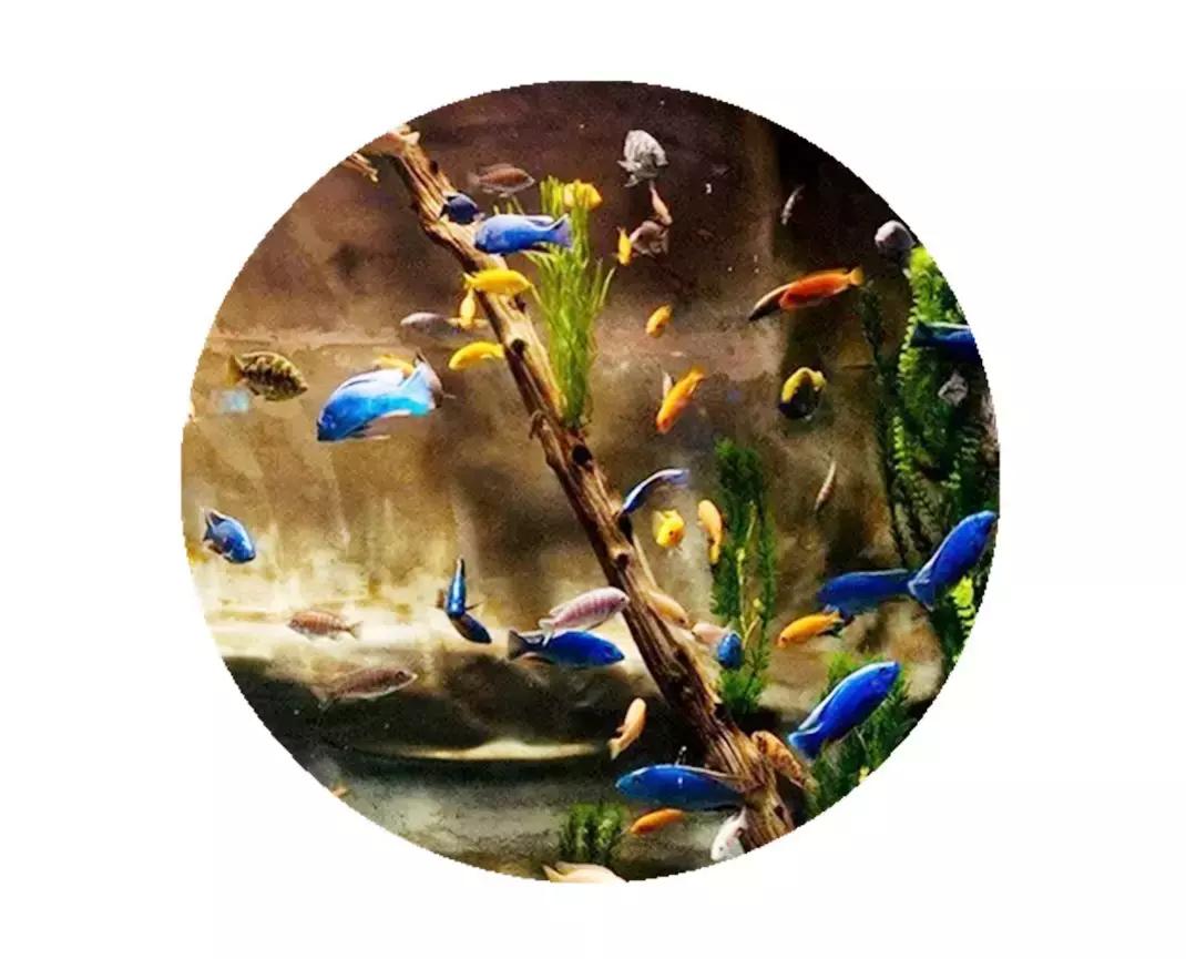 魔鬼刀鱼混养注意事项,鱼龟混养需要注意些什么